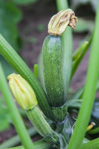 Grön zucchini växer i trädgården — Stockfoto