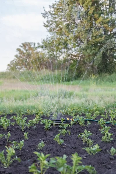 Спринклер поливає картоплю в саду — стокове фото
