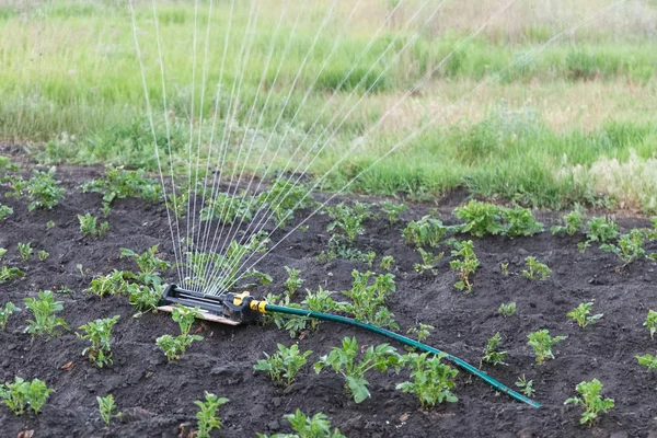Спринклер поливає картоплю в саду — стокове фото
