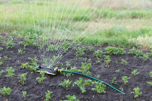 Aspersor de patatas de riego en el jardín —  Fotos de Stock