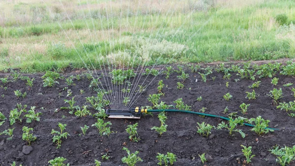 Sprinkler watering potatoes in garden — Stock Photo, Image