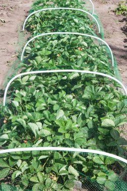 Çilek yatak koruyucu kafes kuşları ile kaplı