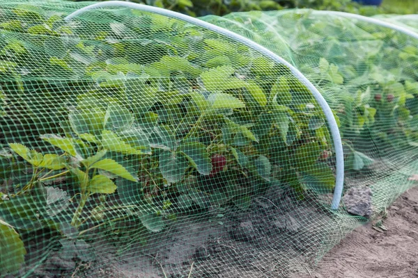 Cama de fresas cubierta con malla protectora de aves —  Fotos de Stock