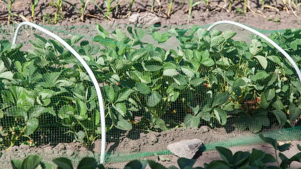 Strawberries bed covered with protective mesh from birds — Stock Photo, Image