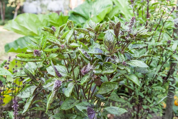 Fresh basil blooming outdoors — Stock Photo, Image