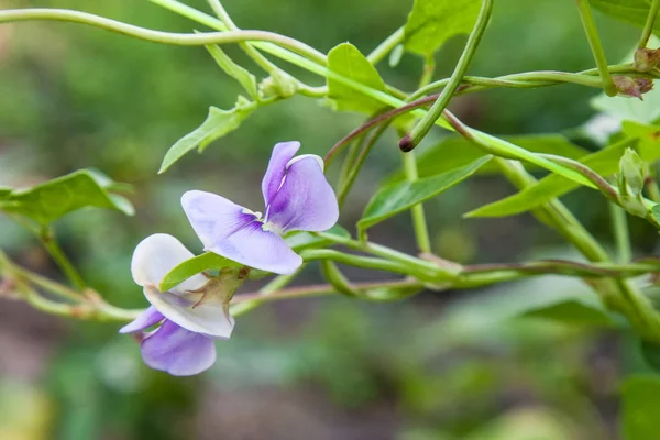 Blommande på sparris bönor närbild — Stockfoto