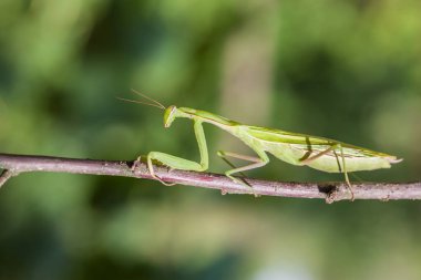 Genç Avrupa Mantis veya peygamber devesi