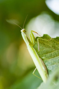 Genç Avrupa Mantis veya peygamber devesi