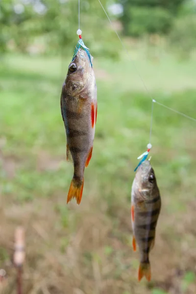 Perch caught in fishing fly — Stock Photo, Image