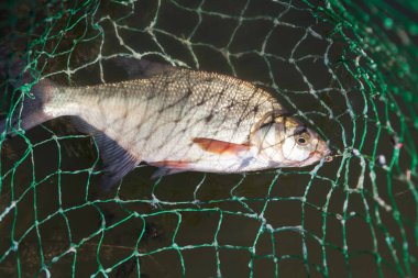 Açılış net closeup çipura