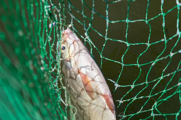 Bream in landing net closeup — Stock Photo, Image