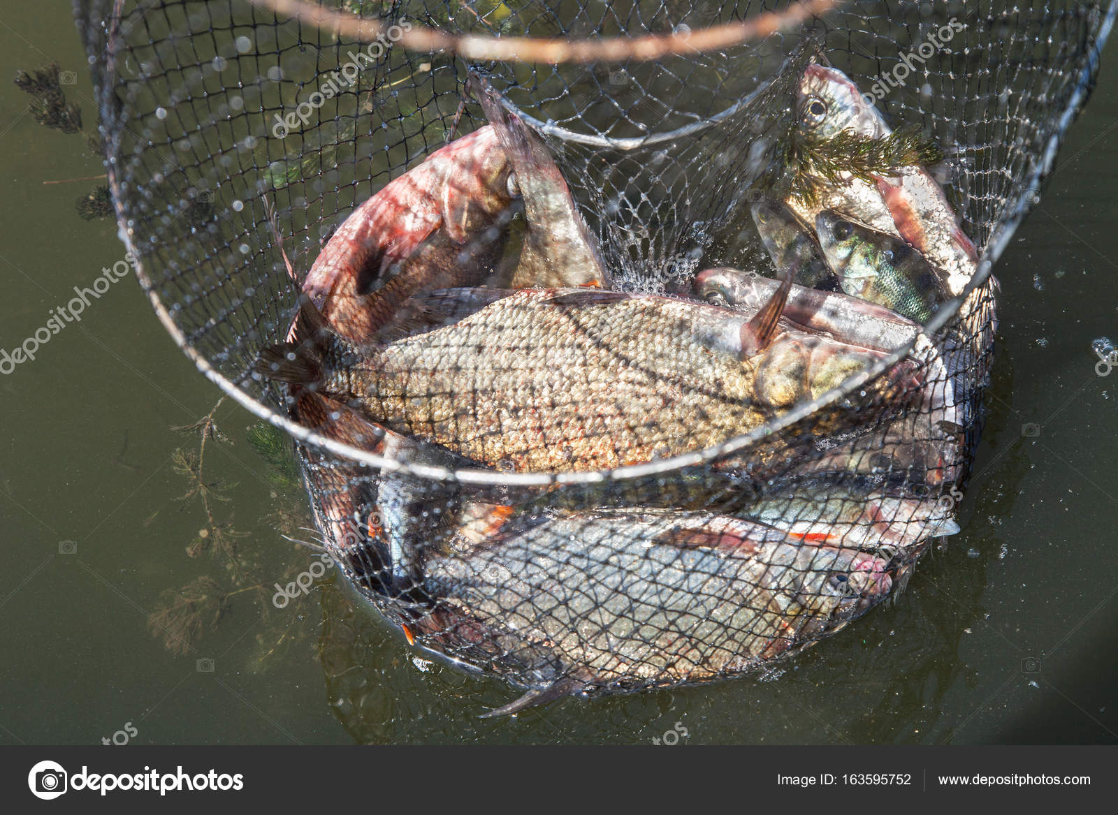 Fish catch in Keep Net Stock Photo by ©Photozirka 163595752