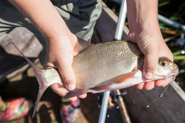 Brème dans les mains du pêcheur — Photo