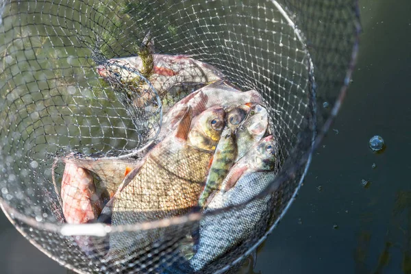 Fish catch in Keep Net — Stock Photo, Image