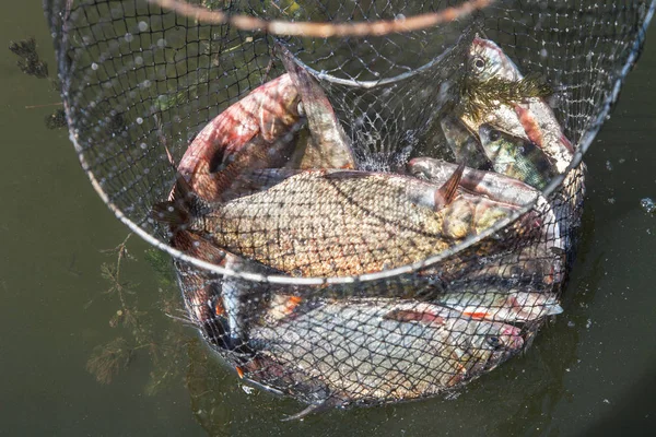 Fish catch in Keep Net — Stock Photo, Image