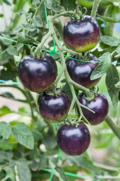 Фіолетові помідори, що ростуть на гілці — стокове фото