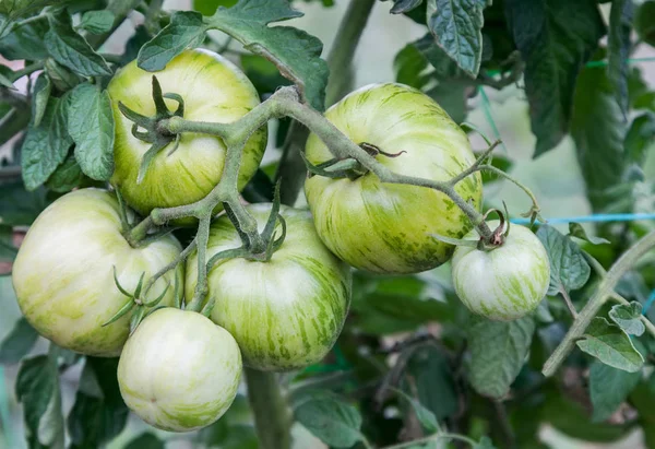 Zelená rajčata roste na větvi — Stock fotografie