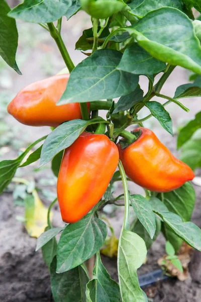 Sweet pepper grow in greenhouse — Stock Photo, Image