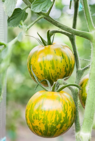 Zielone pomidory rosnące na oddział — Zdjęcie stockowe
