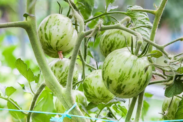 Gröna tomater växer på gren — Stockfoto