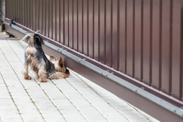 Собака смотрит под воротами — стоковое фото