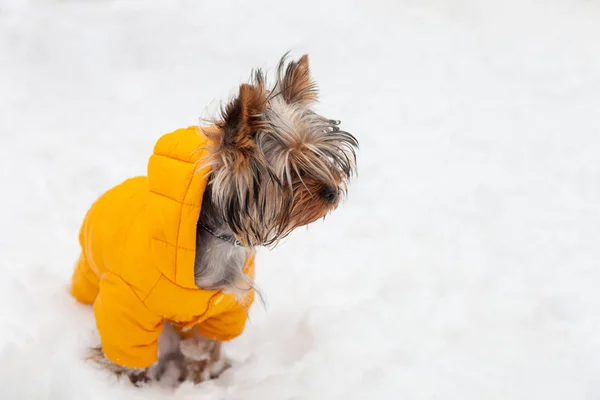 Yorkshire Terrier hond winter wandeling — Stockfoto