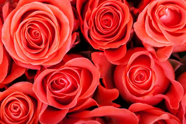 Red natural roses background close up — Stock Photo, Image