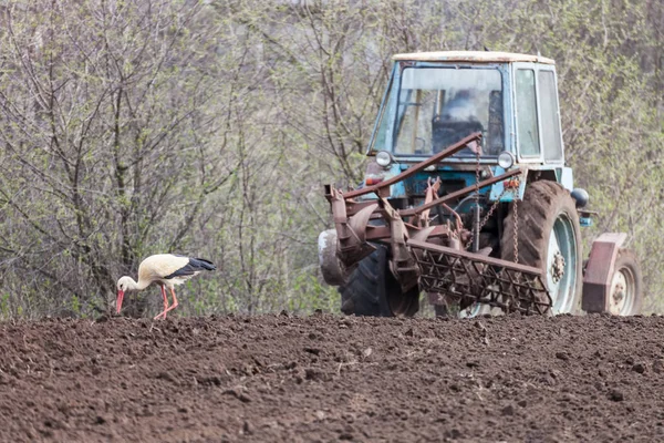 Storch neben dem Traktor pflügt die Erde — Stockfoto