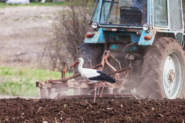 Storch neben dem Traktor pflügt die Erde — Stockfoto