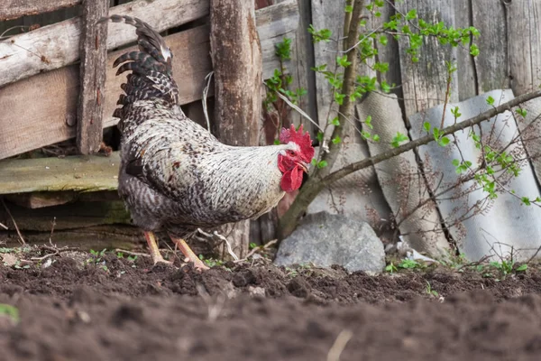 Motley Rooster in Backyard Outdoors — Stock Photo, Image