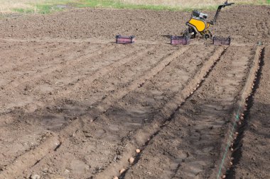 Patates sebze dikimi üzerinde