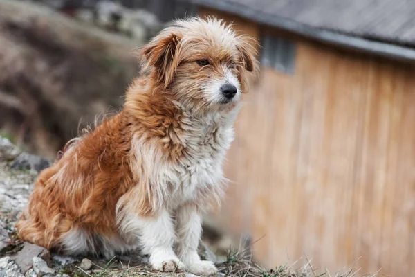 สุนัขมองโกเลีย — ภาพถ่ายสต็อก