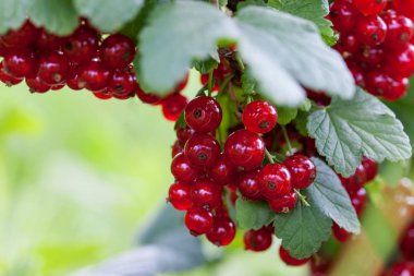 Frenk üzümü yakın çekim açık havada