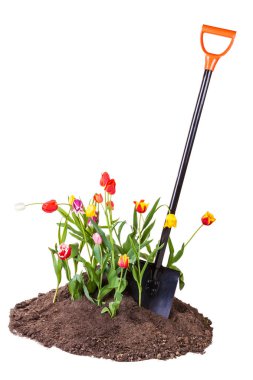 İzole çiçek yatakta kürek