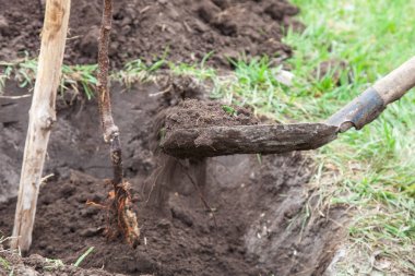 Çukur açılış içinde fidan dikim