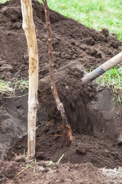 Çukur açılış içinde fidan dikim