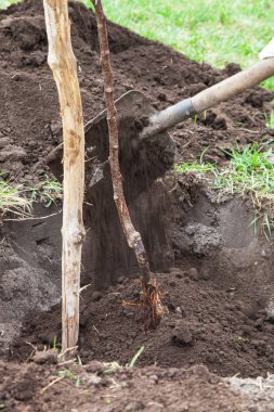 Çukur açılış içinde fidan dikim