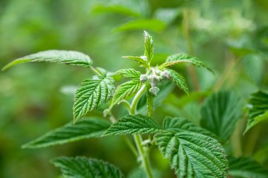 Yeşil yaprakları ile Ahududu çiçekler