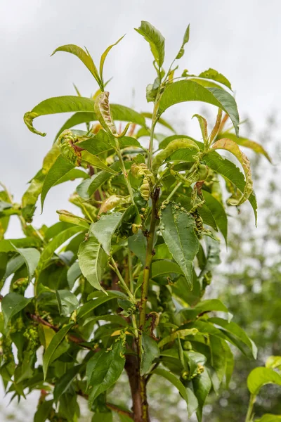 Rizo de hoja de melocotón, taphrina deformans — Foto de Stock