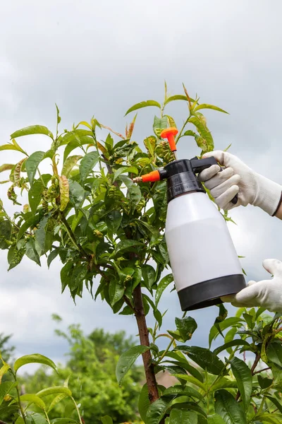 Spritzen von Blättern Fruchtbaum Fungizid — Stockfoto