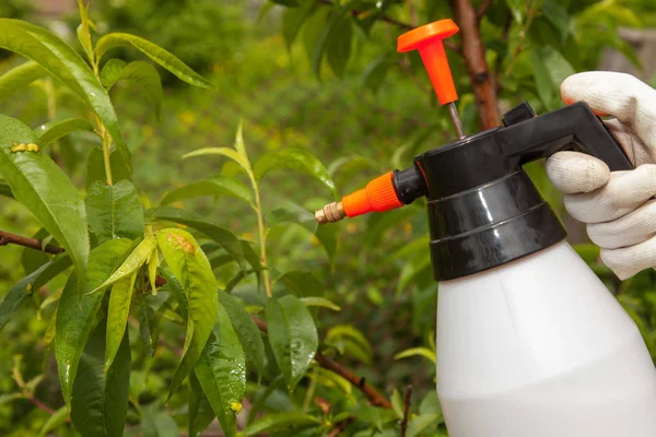 Spraying leaves fruit tree fungicide — Stock Photo, Image