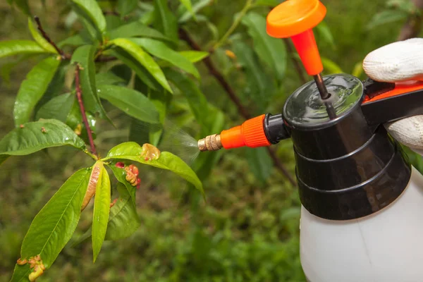 Spritzen von Blättern Fruchtbaum Fungizid — Stockfoto