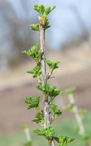 Ramo di uva spina all'inizio della primavera — Foto Stock