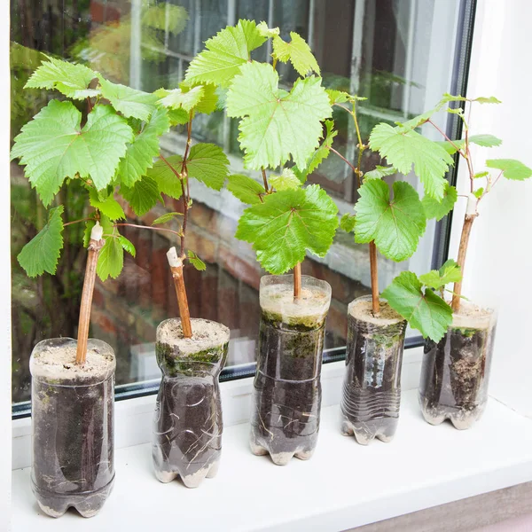 Seedlings of grapes in plastic pots — Stock Photo, Image