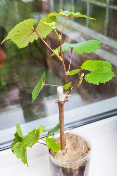 Seedling of a grapevine close-up — Stock Photo, Image