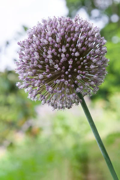 Talos de flores de cebola — Fotografia de Stock