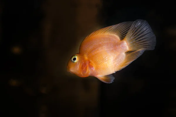 在水族馆里游泳的鹦鹉鲷 — 图库照片