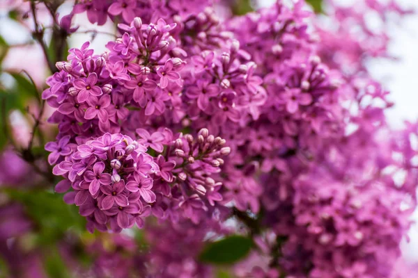 Fleurs lilas pourpres en fleurs — Photo