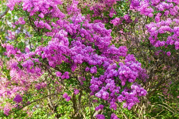Квітучі фіолетові бузкові квіти — стокове фото