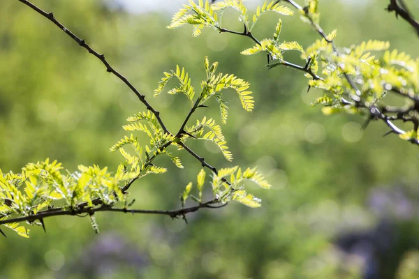 Primavera verde foglia sfondo — Foto Stock